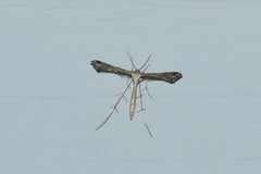 Stenoptilodes brevipennis