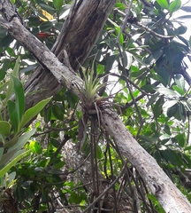 Tillandsia fasciculata