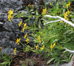 Arnica amplexicaulis