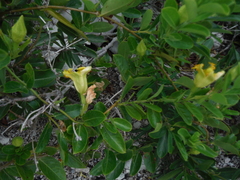 Pentalinon luteum