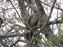 Dromococcyx phasianellus