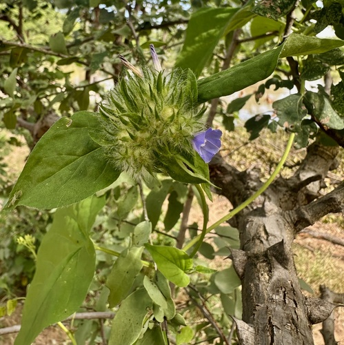 Hairy cluster-vine