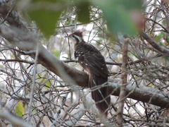 Dromococcyx phasianellus