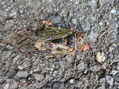 Auritibicen japonicus