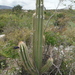 Deering's Tree Cactus - Photo (c) Martin Reith, some rights reserved (CC BY-NC), uploaded by Martin Reith