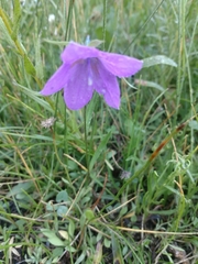Campanula parryi