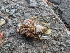 Auritibicen japonicus