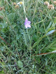 Campanula parryi