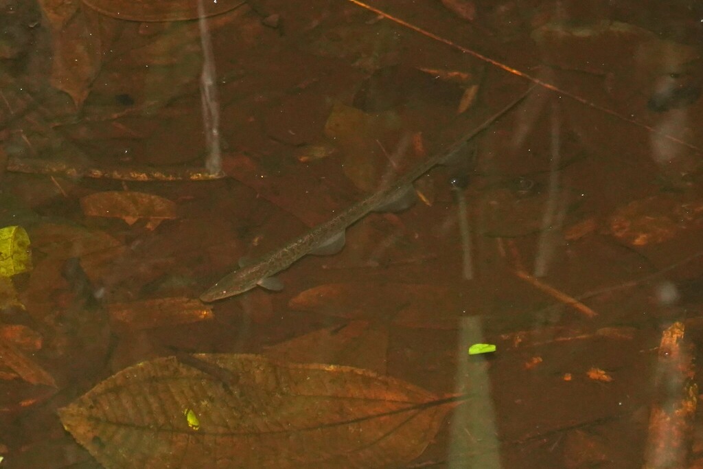 Artedi's bluntnose knifefish (Hypopomus artedi) — Hypopomidae