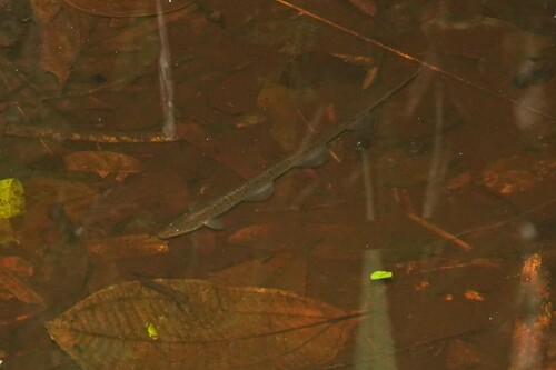 Artedi's bluntnose knifefish (Hypopomus artedi) — Hypopomidae