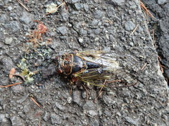 Auritibicen japonicus