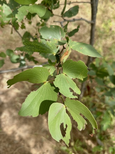 Mopane