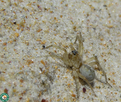 Allocosa brasiliensis