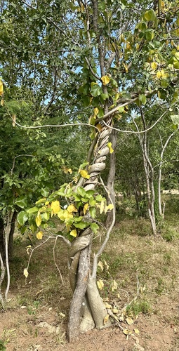 Python Vine