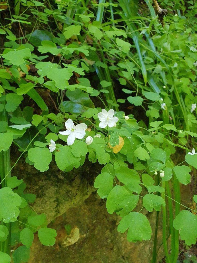 Thalictrum orientale; photograph connyklein, CC BY, iNaturalist via GBIF