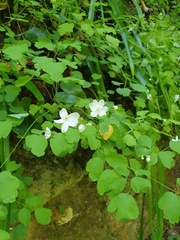 Thalictrum orientale
