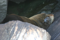 Arctocephalus galapagoensis