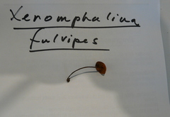 Xeromphalina fulvipes image