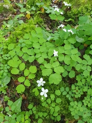Thalictrum orientale, photograph connyklein, CC BY, iNaturalist via GBIF