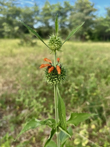 lion's ear