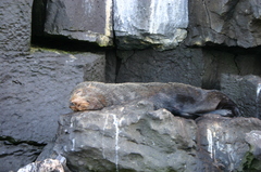 Arctocephalus galapagoensis