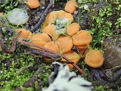 Ramsbottomia crechqueraultii