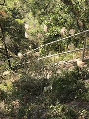 Miscanthus floridulus