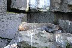 Arctocephalus galapagoensis