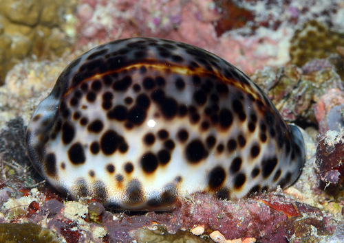 Cypraea tigris observed 2012-04-24