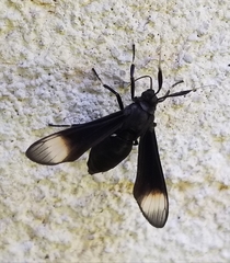 Myrmecopsis strigosa