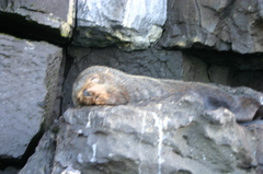 Arctocephalus galapagoensis