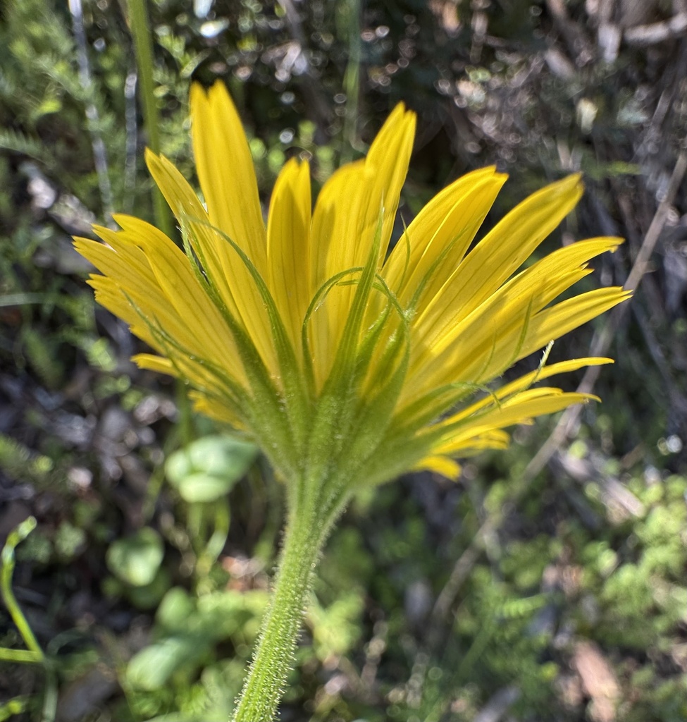 Plantain-leaved Leopard's-bane
