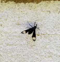 Myrmecopsis strigosa