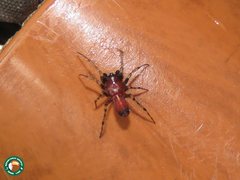 Alpaida leucogramma