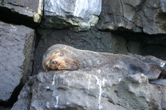 Arctocephalus galapagoensis