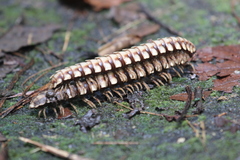 Nyssodesmus python