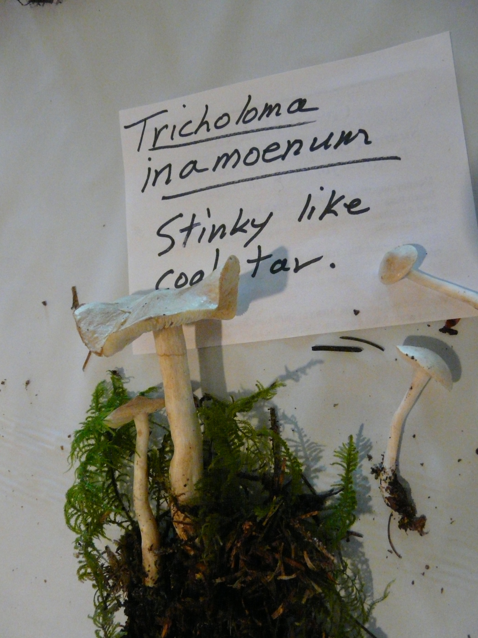 Tricholoma inamoenum image