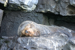 Arctocephalus galapagoensis