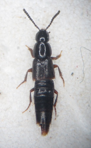 Heterothops praevius observed 2025-03-18