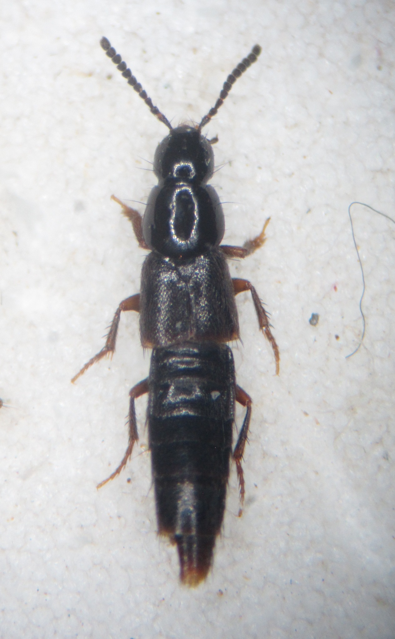 Heterothops praevius