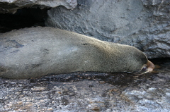 Arctocephalus galapagoensis