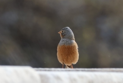 Cretzschmar's Bunting (Emberiza caesia), photo 9