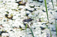 Rhyothemis fuliginosa