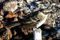 Mimus parvulus bauri