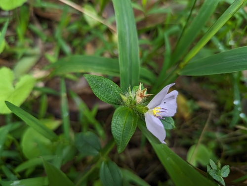 Image of Pterolepis glomerata by (c) Alexander Wentworth, some rights reserved (CC BY)
