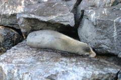 Arctocephalus galapagoensis