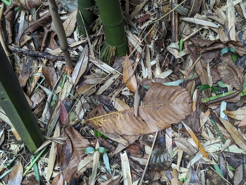 Terminalia myriocarpa observed 2025-03-22