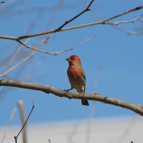 iNaturalist observation photo of House Finch