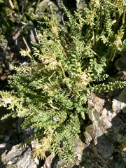 Polemonium brandegeei