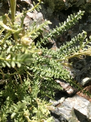 Polemonium brandegeei